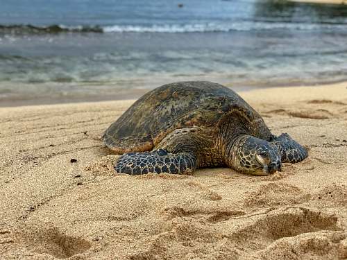 sea life turtle on beach sand reptile